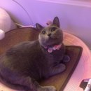 고양이 미용& 호텔 우연히, 캣 이미지