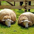 수면과해독 이미지