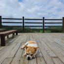 별헤는 몰랑 이미지