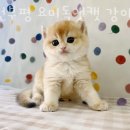 인천부평 요미독앤캣 강아지분양 고양이분양 이미지