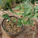 무궁화 슈퍼 이미지