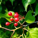 계양산 누리길 이미지