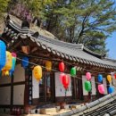 은해사 벚꽃길 이미지