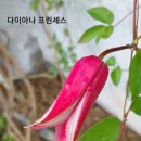 다이아나 프린세스~ 이미지