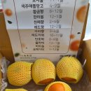 예찬 | 명절 선물 고민 끝! 제주도 레드향 예찬농원 후기