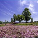 대산1로 이미지