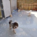 슬기로운 멍생활 이미지