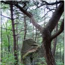 노송목장 이미지