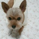 OK동물병원 이미지