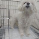 웰니스클리닉동물병원 이미지