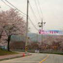 담양 추월산 벚꽃축제.. 이미지