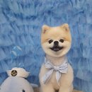 바비펫살롱 이미지