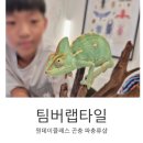 팀버렙타일 이미지