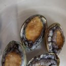 완도전복 이미지