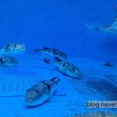 강서복집 이미지