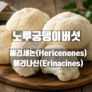 한방촌건노루궁뎅이버섯 | 노루궁뎅이버섯 기억력 도움될까