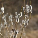 버들강아지 이미지