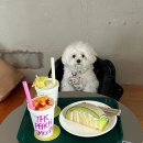 오렌지 애견 클럽 | 전포 애견동반 가능한 신상카페 썬더후르츠클럽 ⚡️ 디저트 메뉴 솔직후기