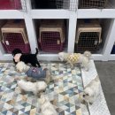 도로시지켜줄개 이미지