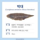 생선마켓 티스토리