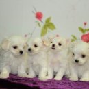 예쁜강아지 이미지