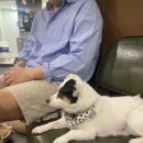 꽃길걷개 이미지