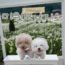 남이보건지소 | [청주/미원보건지소] 청주 샤스타데이지 숨은 명소🌼 애견동반 방문 후기
