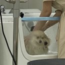 라비드펫살롱 이미지