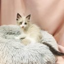 요미캣 고양이분양 일산점 이미지