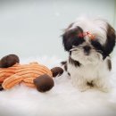 요크독애견샵 이미지