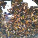 조팝꽃피는마을 이미지