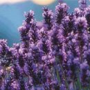 허브 식물과 향기의 이용 이미지