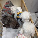 도창 | 창원애견카페 강아지와 함께 즐길 수 있는 찜질방 휴일도스테이 창원점 후기