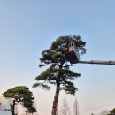 군포 홍종흔베이커리 소나무 전지 스카이차 작업 후기