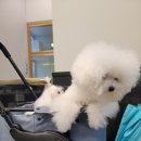 미라클 동물병원 이미지