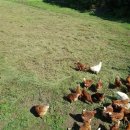 산골농장 이미지