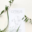시트러스디자인 이미지