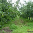 금빛농원 이미지