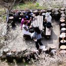 원동교통(주) | 2026 원동 매화축제 절정 시기｜순매원 관람동선·열차여행 후기