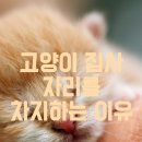 고양이집사 이미지