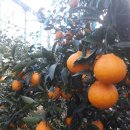 김명선농장 이미지