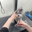 라이트 실버 타이니푸들 강아지 "<b>베리</b>"여름맞이 <b>스타일</b> 미용해주기!!