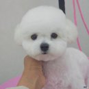 뽀송 애견미용 이미지
