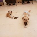 해피치 애견카페 이미지