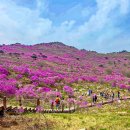 비슬산참꽃축제 이미지