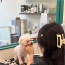 위드독 | 대형견 맞춤 케어가 돋보이는 개금역 애견미용, 위드독 방문 후기