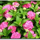 늘 좋은생각 이미지