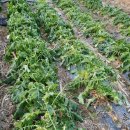 새벽농장 이미지