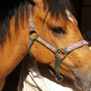 가가홀스 이미지