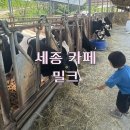 젖소목장 | 세종 밀크 젖소 목장이 있는 아이랑 가기 좋은 카페